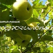 Яблоня сорт Пирос(Дарья) фотография