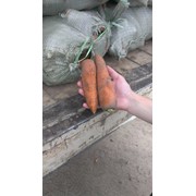 Морковь сорта Абако фотография