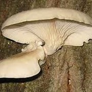 Вешенка - ценный съедобный гриб фото