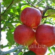 Продам яблоки сорта Джонаголд из Молдавии фото
