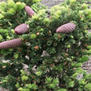 Ель колючая Лаки Страйк (Picea pungens 'Lucky Strike')