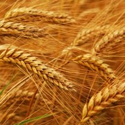 Выращивание и продажа пшеницы фото
