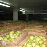 Холодильные камеры для хранения фруктов