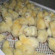 Цыплята всех пород фото