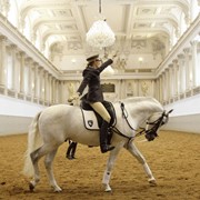 Услуги конно-спортивные фото