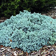 Можжевельник чешуйчатый Блу Стар (Juniperus squamata 'Blue Star') фото