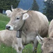 Комбикорм для крупного рогатого скота фото