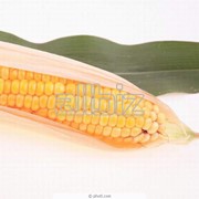 Кукуруза зерно оптом от производителя