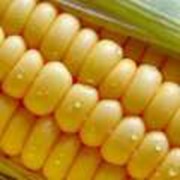 Предлагаем посевной материал кукурузы