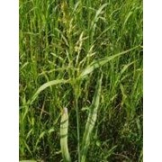 Семена суданская трава (суданка)