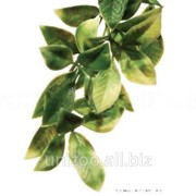 Террариумное растение Hagen Exo Terra Mandarin (M) фото