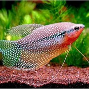 Рыба аквариумная Гурами жемчужный - Trichogaster leeri
