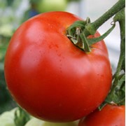 Семена томатов. Томат Де барао красный фото