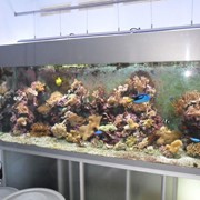 Морские аквариумные рыбки фото