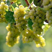 Саженцы винограда Кристалл фотография