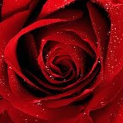 Розы красные фотография