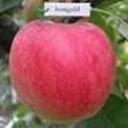 Саджанці яблуні Джонаголд (зимові) фото