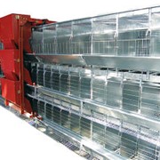 Комплект клеточного оборудования для содержания селекционного стада кур и петухов СБ-3А фото