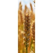 Семена пшеницы мягкой озимой, сорт Бирюза фотография