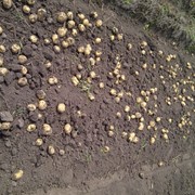Картофель семенной ранние сорта Ривьера, Тирас, Эрроу, Гала фото