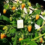 Саженцы малины Оранжевое чудо фото