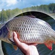 Разведение карпа фото