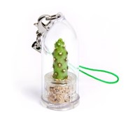 Баобаб Minicactus брелок с живым растением фотография