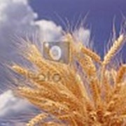 Пшеница зерновые культуры проам в Одессе