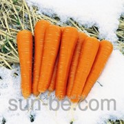 Семена моркови 25 000 семян Майор F1 Clause