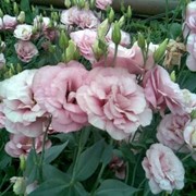 Цветы оптом, розница: роза, хризантема, эустома, лилия, тюльпан, альстермерия, гладиолус фотография