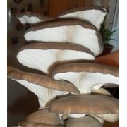 Экологические грибы Вешенка фотография