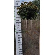 Клён остролистый “Глобоса“ - Acer platanoides “Globosum“ фото