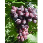 Черенки винограда Абу-Хасан (талисман х томайский) фотография