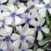 Растения для альпинария Phlox subulata Pharao Blue Eye цена, Киев, Украина