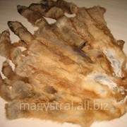 Сырье шкура лисы под заказ. фотография