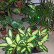 Декоративные растения фото
