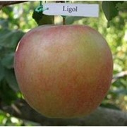 Яблоки Лигол фото
