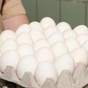 Яйцо куриное пищевое белое фото
