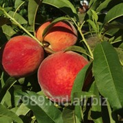 Piersic in Chisinau фото