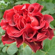 Роза чайно-гибридная (срезочная) Эль Торо