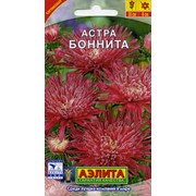 Семена цветов Астра Боннита фотография