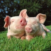 Животноводство: свиноводство фото