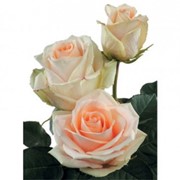 Голландская роза кремовая фото