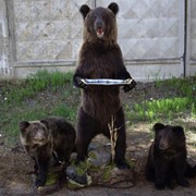Чучела Три Медведя фото