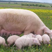 Пробиотики для свиней фотография