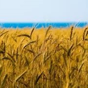 Экспорт пшеницы г.Одесса фото