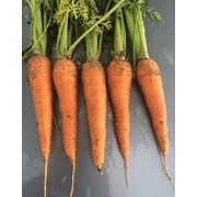 Морковь столовая, сорт Кордоба фотография