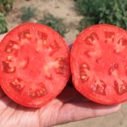 Семена томатов Танжер F1 фото