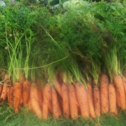 Морковь столовая свежая сорт Самсон фотография