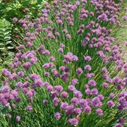 Лук фиолетовый Allium purpurascens фото